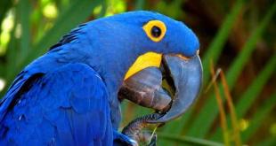 Самые красивые птицы мира: фото и названия Самые интересные птицы планеты